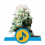 RQS_CBD_DanceWorld