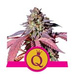 RQS_USA_PurpleQueen