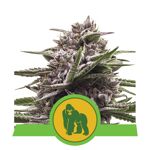 RQS_USA_RoyalGorillaAUTO