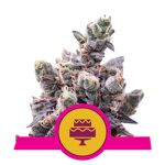 RQS_USA_WeddingGelato