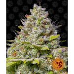 barney-s-farm-blue-gelato-41_Img_Principale_38053