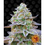 barney-s-farm-gorilla-zkittlez_Img_Principale_38054