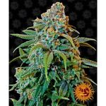 barney-s-farm-liberty-haze_Img_Principale_22820