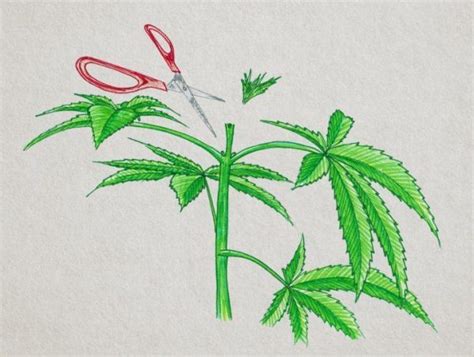 Esempio illustrato di una pianta di cannabis