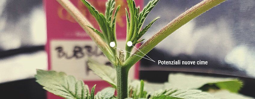 Cimatura di una pianta di cannabis