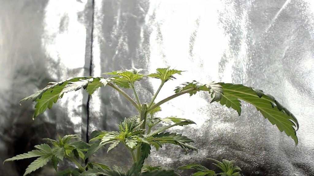 Esempio di una cimatura su una pianta di cannabis