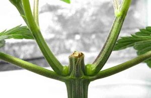 Cimatura o topping di una pianta di cannabis