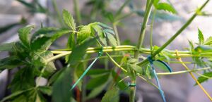 Esempio di Low Stress Training attuato su una pianta di cannabis in fase vegetativa